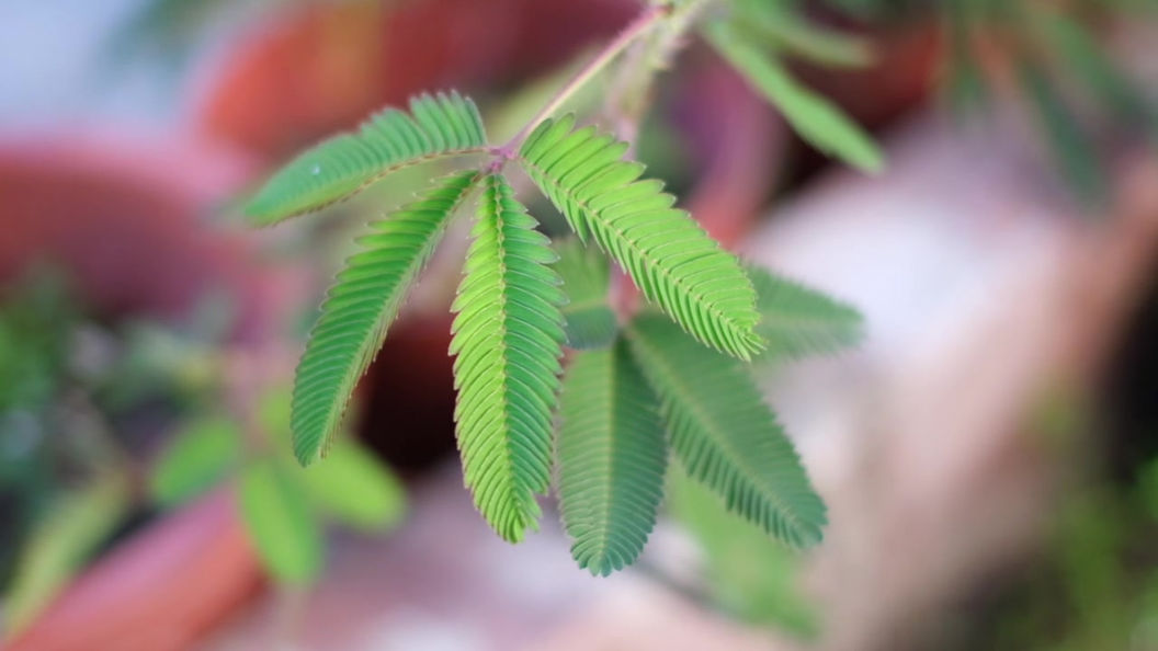 關於農莊 All About Our Farm